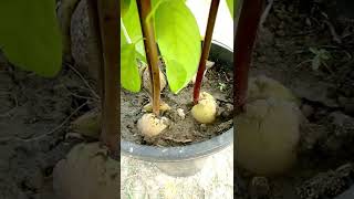 How to Grow Avocado from Seed 😋🥑🥑🥑