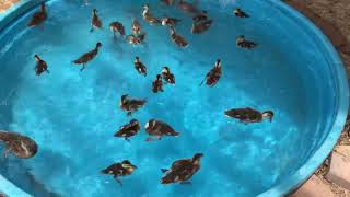 Duckling Dive Day One - July 2019