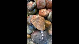 Went Rockhounding @ a sf beach | collected beautiful rocks