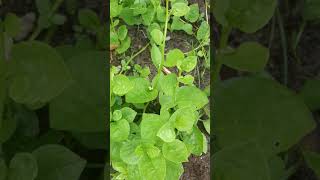 Tour in my little  vegetable garden