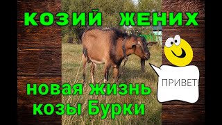 КОЗА БУРКА НОВОСТИ И ЕЁ ЖЕНИХ))