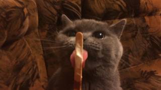 IceCream & my cat