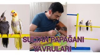 SULTAN PAPAĞANI YAVRULARI İÇİN MASRAFSIZ TÜNEK YAPIMI.