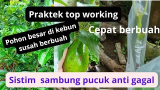 praktek top working alpukat pohon besar tidak berbuah buah