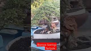 Bonsai Santigi Bagus