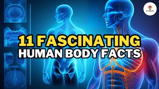 11 Facts About the Human Body.