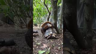 Amateur tortoise couple caught in the moment #Tortoises #Zoo #Rescue #Animals