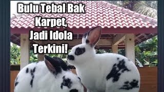 Bulunya Tebal seperti Karpet, Kelinci Mini Rex Jadi Idola Terkini @EnisKitchen