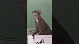 ياحرام #tiktok #explore #السعودية #youtubeshorts #like #share #shorts #cat #short