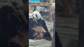 Panda Wulin Enjoys Bamboo Shoots #woderful #nature #shorts