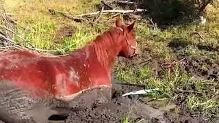 Saving injured horses and giving them a second chance at life | Animal rescue compilation