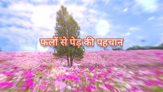 फलों से पेड़ की पहचान💖 Hindi Christian Status video 💖@biblereference