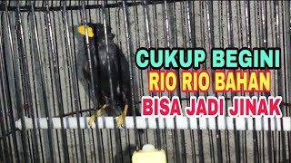 AMPUH !!! DENGAN CARA INI MENJINAKAN BURUNG RIO-RIO BAHAN