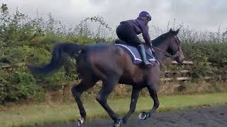 Racehorses in Pretraining