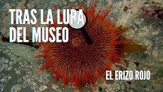 Tras la Lupa del Museo - El erizo rojo 🔍