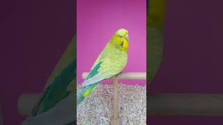 Exhibition clear wing/ cw budgie