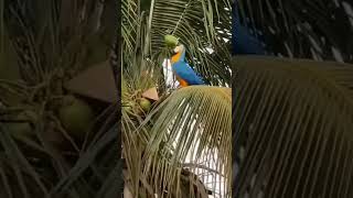 A parrot 🦜 drinking green coconut water#shortsviralvideos