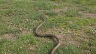 Λιμνόφιδο, Natrix tessellata (Dice Snake)