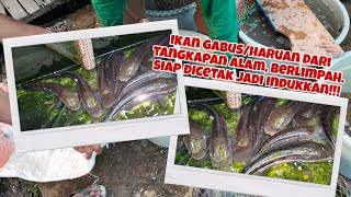 DISAAT MUSIM KEMARAU, MEMBELI IKAN GABUS/HARUAN, TANGKAPAN ALAM BERLIMPAH DAN MURAH