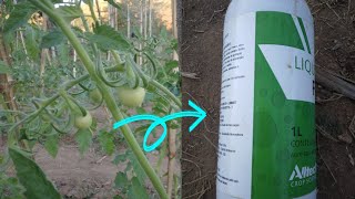 ADUBO FOLIAR PARA AJUDAR NO PEGAMENTO DO FRUTONO TOMATE