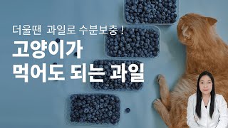 우리집 냥이 최애 과일은? 고양이가 좋아하는 과일과 위험한 과일