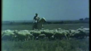 Sheep ranching in Pecos County, 1957