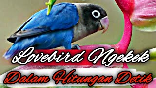 PANCINGAN LOVEBIRD NGEKEK❗ampuh❗ dalam hitungan detik lovebird gacor ngekek