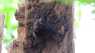 Saccopteryx bilineata - Greater Sac-Winged Bat