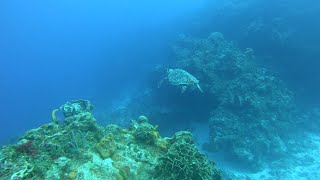 Diving at Palancar Reef (6 sites) in Cozumel, Mexico. Feb 2020.