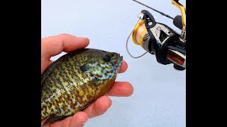 Gills From The Ice.. pinehurst lake