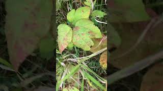 Poison Ivy Overload: A Close Encounter with Nature's Itchy Nemesis!