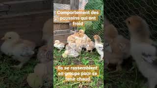 Identifier le comportement des Poussins qui ont froid