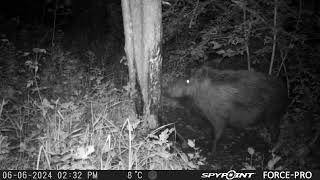 Big wild boar mama with one eye scratching/Mežacūkas un darva