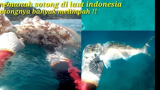 Spearfishing Giant CUTTLEFISH | INDONESIA