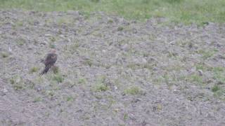 Wiesenweihe Weibchen bei Doberschütz _ Montagu's harrier Circus pygargus