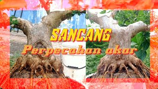 tahap ahir program akar sancang | membuat perpecahan akar bonsai sancang