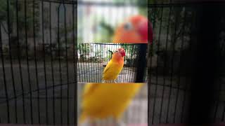 lovebird ini kaget langsung ngekek Ngetik