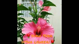 ⚘sukh tera ditha leheeai⚘  #shorts# WhatsApp status 🌷 Dhan Sri Guru Nanak dev ji🌷