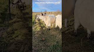 hay, we are waiting for hay #adopt