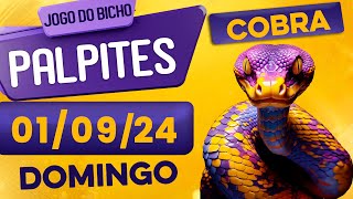 PALPITE DO DIA 01/09/2024 - JOGO DO BICHO 🍀 TODAS AS LOTERIAS 🍀