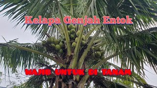 KELAPA GENJAH ENTOK, BERBUAH LEBAT