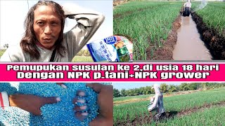 pemupukan susulan ke 2,di usia 18 hari,dengan pupuk NPK.P.TANI ORIGIN,kolaborasi dengan NPK.grower