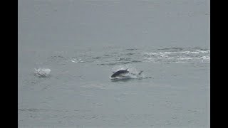 Harbour Porpoises and Bluefin Tuna feeding close to Rathlin Island