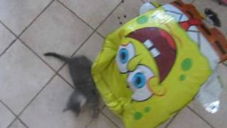 kitten vs spongebob balloon FUNNY!!!!!