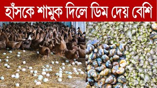 হাঁসকে শামুক দিলে ডিম দেয় বেশি  |  ডিমের জন্য অবশ্যই হাঁসকে শামুক দিতে হবে | হাসের খাদ্য | Duck Food