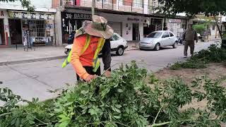 Se realizaron nuevas podas de seguridad en el barrio Autódromo