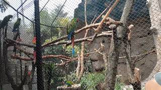 Zoológico LA AURORA | AVIARIO🦩🦚🦜