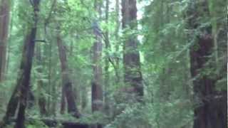 Walking through Muir Woods in California