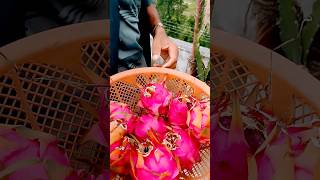 Dragon fruits terrace farming #viral