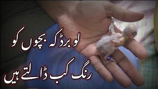 Lovebirds K Bachon Ko Ring Kab Tak Dalte Hain | Pets 4 Everyone